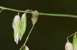 Threeflower melicgrass